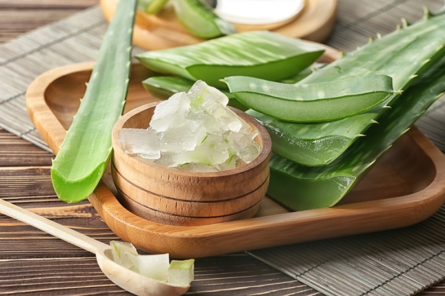 4 Manfaat Aloe Vera untuk Sehat Kulit dan Cantik 4 4 Manfaat Aloe Vera untuk Sehat Kulit dan Cantik