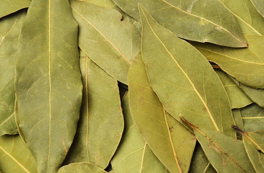 3 Manfaat Daun Salam untuk Kesehatan si Kecil