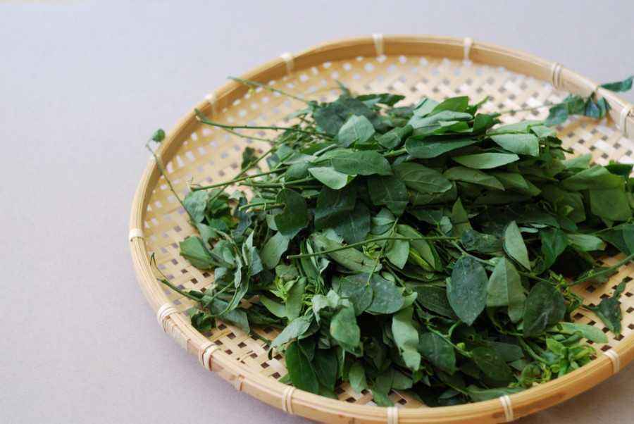 Ibu Menyusui Perlu Tahu Manfaat Daun Katuk Ini