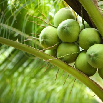 Catat! 8 Manfaat Minum Air Kelapa Muda untuk Ibu Hamil