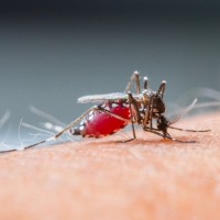Waspada! Demam Tinggi Bisa Jadi Tanda Demam Berdarah