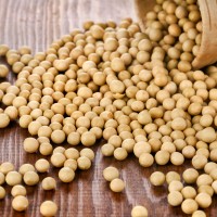 Manfaat Kacang Kedelai Menjaga Kesehatan Ibu Hamil