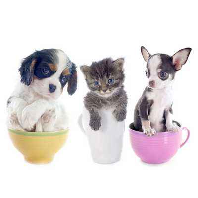 Waspada terhadap Hewan Peliharaan