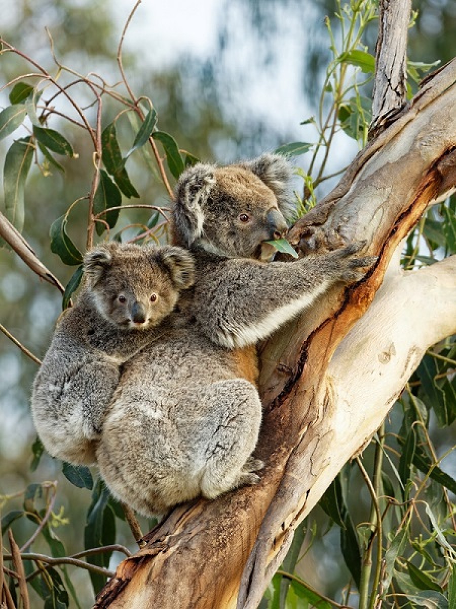 Pelajari Risiko dan Tips Gendongan Kangguru Ini, Bu